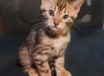 Green Collar Perris Bengal Boy Profile