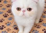COPPER EYED WHITE CFA REG EXOTIC BOY Profile