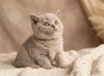 Duke Blue Note Litter Profile