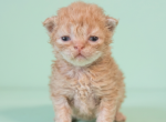 Tica curly haired selkirk Rex Profile