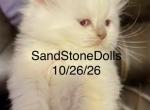 September Litters Profile
