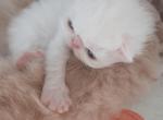 2 litters of Sweet Baby Persian kittens Profile