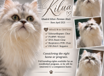 Kilua Profile