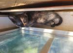 Tortoiseshell kitten URGENT Profile