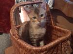 Co co's litter Profile
