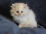 Beautiful Dollface Cream Point Male Profile
