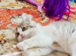 CottonCandy Dollface Persian Profile