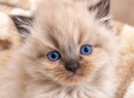 Doll Face Lynx tufted Himalayan Kittens Profile