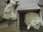 Special Seal Mitted Young Female Profile
