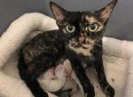 Mystic - Devon Rex Cat For Sale/Retired Breeding - Mocksville, NC, US