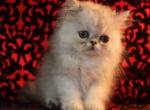 CFA Vanier Shaded Silver Persian kittens - Persian Kitten For Sale - 