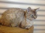 Kirby - Devon Rex Cat For Sale - Mocksville, NC, US