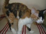 Holly - Devon Rex Cat For Sale/Retired Breeding - Mocksville, NC, US