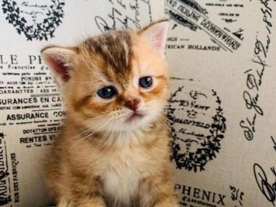 Kittens For Sale - Cat Adoption Near Me | GoKitty