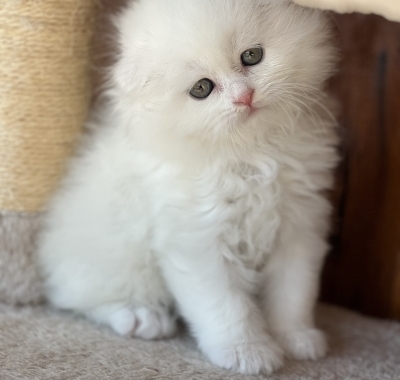 Monika - Cat Breeder in Edgewater Park, New Jersey