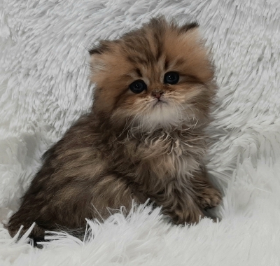 Bonnie Cat Breeder