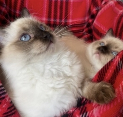 DIAMOND ELITE RAGDOLLS - Cat Breeder in Mt Morris, Illinois