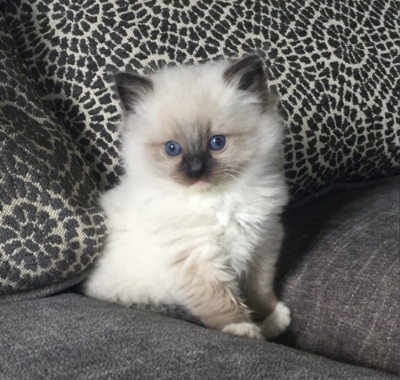 Shawna - Cattery in Bonners Ferry, Idaho