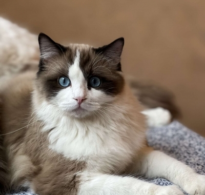 Kaya - Cattery in Copperas Cove, Texas
