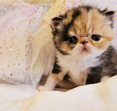 3Hearts Cattery - Cat Breeder in Oklahoma City, Oklahoma