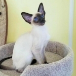 MISCHA Profile Photo - Breeder