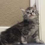 Charles Profile Photo - Breeder