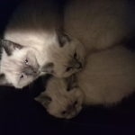 Renee Profile Photo - Cat Lover