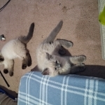 Renee Profile Photo - Cat Lover