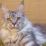 123 Profile Photo - Cattery