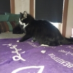 India Profile Photo - Cat Lover