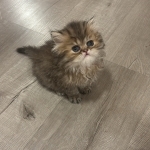 Joy Profile Photo - Breeder