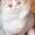 Kathleen Profile Photo - Cat Lover