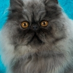 Joy2theworldCattery Profile Photo - Cattery
