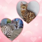 Amy Profile Photo - Breeder