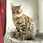 Amy Profile Photo - Breeder
