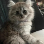 Larisa Profile Photo - Cattery