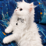 Larisa Profile Photo - Cattery