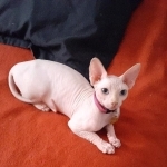 Yura Profile Photo - Breeder