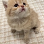 Nina Profile Photo - Breeder