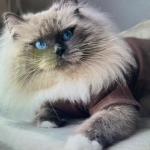 Cindy Profile Photo - Cattery