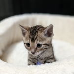 Nancy Profile Photo - Cattery