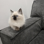 Julia Profile Photo - Cat Lover
