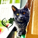 Inna Yevseyeva Profile Photo - Cat Lover