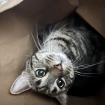 Amy Profile Photo - Cat Lover