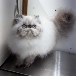 Kathy Profile Photo - Cattery