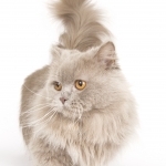 Minuet Kittens Profile Photo - Breeder