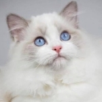 Nancy Profile Photo - Breeder