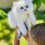 Oksana Profile Photo - Cat Lover
