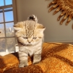 Luxury Kittens Profile Photo - Cattery