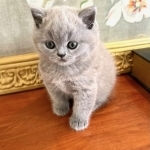 Luxury Kittens Profile Photo - Cattery